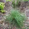 Muhly Grass